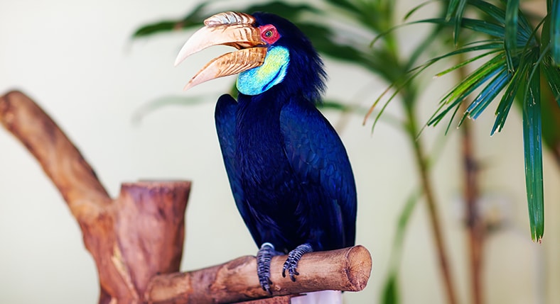 Kuala Lumpur Bird Park